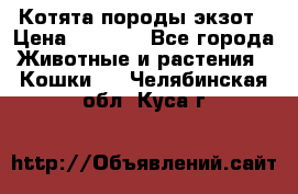 Котята породы экзот › Цена ­ 7 000 - Все города Животные и растения » Кошки   . Челябинская обл.,Куса г.